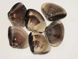チョウセンハマグリ(Meretrix lamarckii)千葉県九十九里産「地蛤」として販売されていたもの、殻径60mm