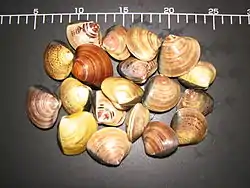 シナハマグリ(Meretrix petechialis)中国産殻径40-55mm