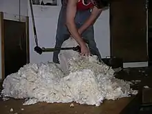 メリノ羊の毛刈り