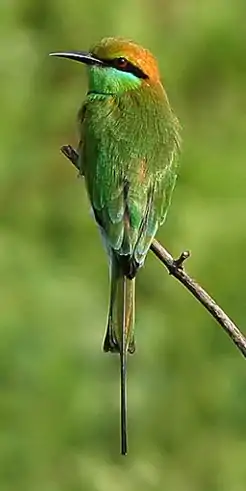 ミドリハチクイ