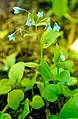 Mertensia bella