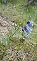 Mertensia longiflora