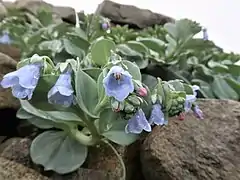 花冠内部に5雄蕊がある。