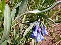 Mertensia oblongifolia