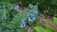 エゾルリソウ