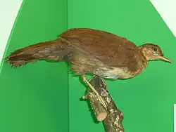 ムナジロクイナモドキ