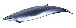 ヒガシアメリカオウギハクジラ