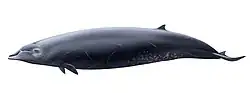 イチョウハクジラ