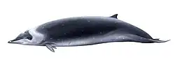 ニュージーランドオウギハクジラ