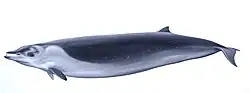 ペリンオウギハクジラ
