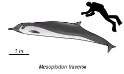 バハモンドオウギハクジラ