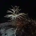 ウミユリ綱 トリノアシ