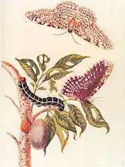 『スリナム産昆虫変態図譜』(1705)より蛾の一生。