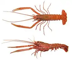 アカザエビ