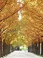 紅葉した並木(韓国)
