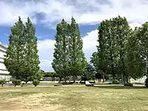 高くそびえるメタセコイアの並木道正門から校舎までの続く道沿いにつづくメタセコイアの並木道が陽明小学校のシンボルになっている。