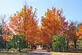 紅葉した並木(秋田県)