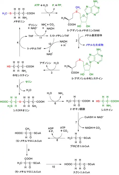 メチオニンのスクシニルCoAまでの分解経路