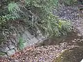 生息地の例ここは森林公園なのでやや人工的な環境となっている。