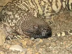 メキシコドクトカゲ