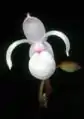 Mexipedium xerophyticumメキシペディウム属
