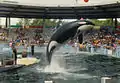 シャチのロリータ。