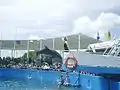 マイアミ・シークアリウムのイルカ・ショー。