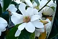 Magnolia doltsopa