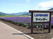 道の駅南ふらの ラベンダー畑（2007年7月）