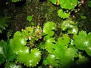 花が紫褐色鳥海山北斜面