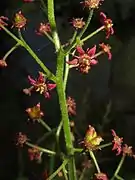 花序