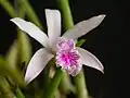 花の拡大像