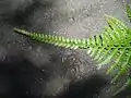 葉の先端部