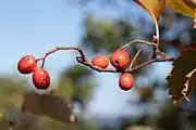 果実（10月）