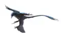白亜紀のドロマエオサウルス類の獣脚類ミクロラプトルの復元想像図 恐竜であるが、前足のほかに後ろ足にも羽毛があった