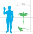 ヒトとの比較