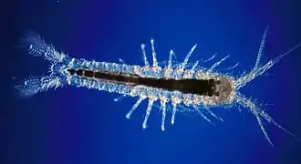 ミクトカリス類の1種 Mictocaris halope