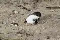 東日本大震災の津波により砂に埋もれてしまったシロハラミズナギドリ。ミッドウェー島にて撮影。