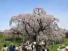 三春滝桜