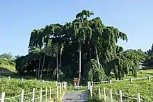 葉桜(2018年7月)
