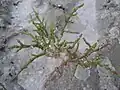 腐海沿岸の堆積した塩の間から生えるアッケシソウ属の一種。