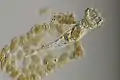 Ptygura pilula