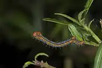 キオビエダシャクの幼虫