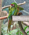 ミドリコンゴウインコ (Ara militaris)