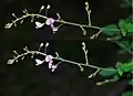 裂開前（上）と葯が裂開して花粉が飛散した時（下）の図