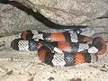 プエーブラミルクヘビL. t. campbelli