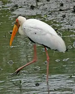 シロトキコウ