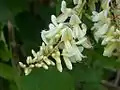 花序の拡大