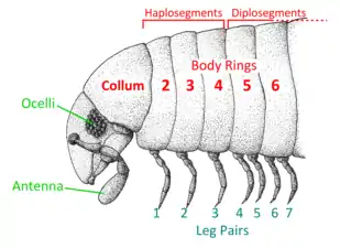 ヤスデの前端。単眼・触角・体節の構成を示す。