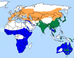 トビの分布